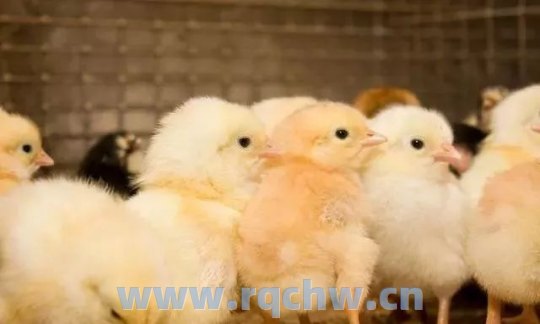 立华股份(300761.SZ)：10月肉鸡销售收入11.75亿元【转载】